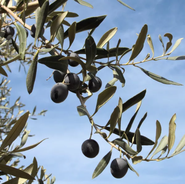Olivo (Olea europaea) Olivo (Olea europaea)