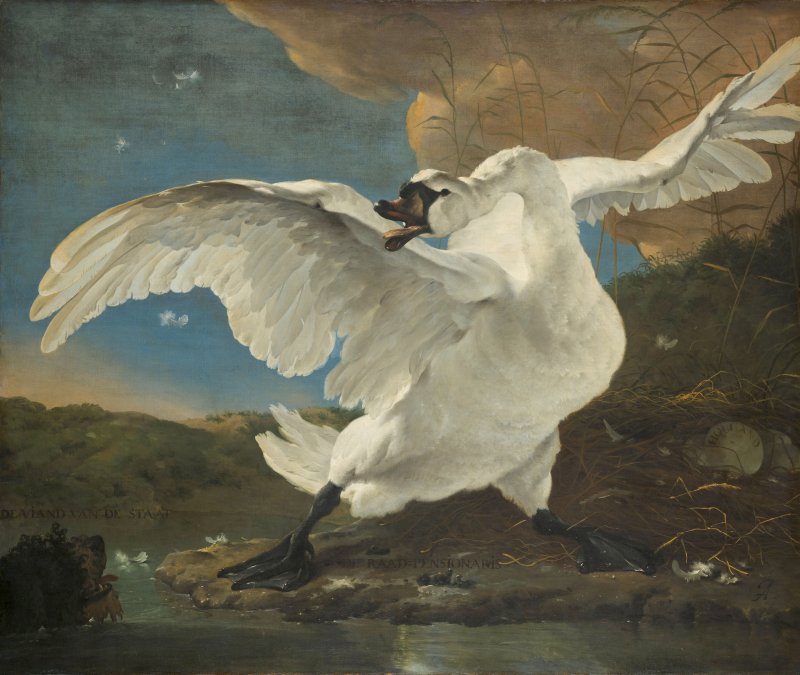 El cisne amenazado, hacia 1650, de Jan Asselijn