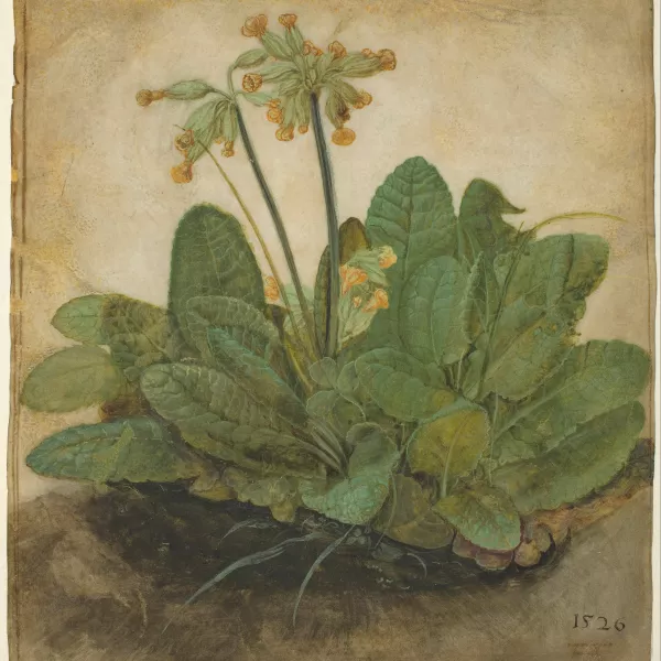 Alberto Durero, Ramillete de prímulas, 1526 Alberto Durero, Ramillete de prímulas, 1526