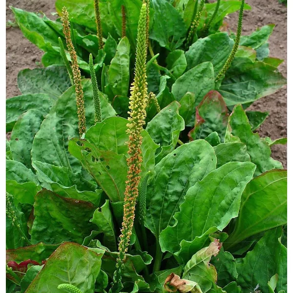 Llantén mayor (Plantago major) Llantén mayor (Plantago major)
