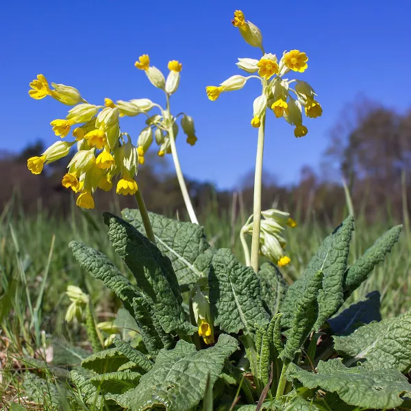 Primula veris Primula veris