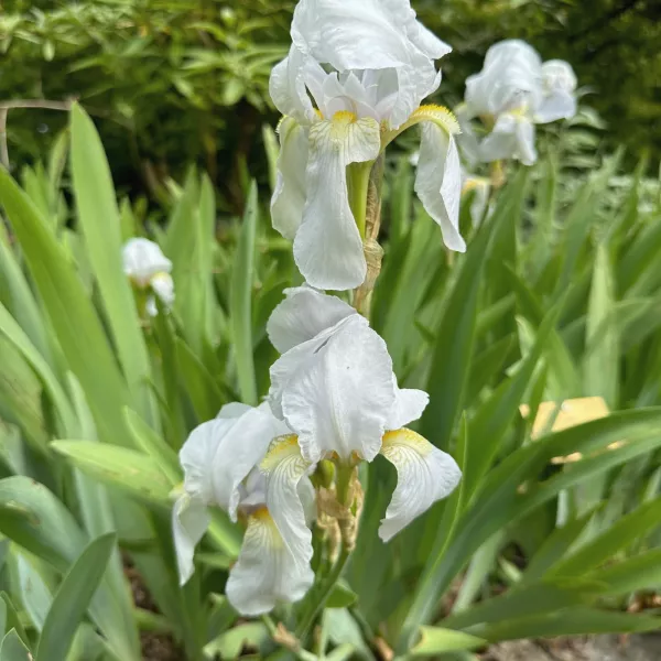 Lirio blanco (Iris 'Florentina') Lirio blanco (Iris 'Florentina')