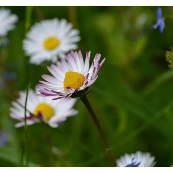 Margarita o chirivita (Bellis perennis) Margarita o chirivita (Bellis perennis)