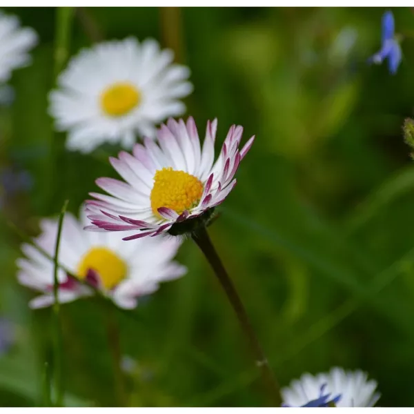 Margarita (Bellis perennis) Margarita (Bellis perennis)