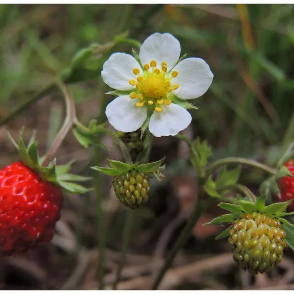 Fresa (Fragaria vesca) Fresa (Fragaria vesca)