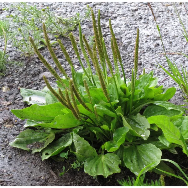 Llantén mayor (Plantago major) Llantén mayor (Plantago major)
