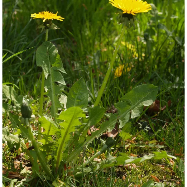 Diente de león (Taraxacum officinale) Diente de león (Taraxacum officinale)