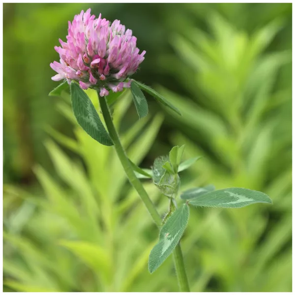 Trébol rojo (Trifolium pratense) Trébol rojo (Trifolium pratense)