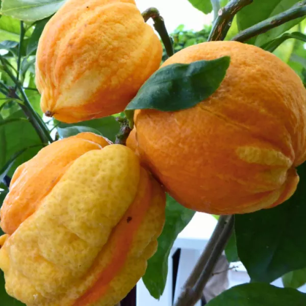 Citrus ‘Bizzarria’ Citrus ‘Bizzarria’