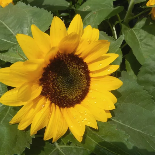 Girasol (Helianthus annuus) Girasol (Helianthus annuus)
