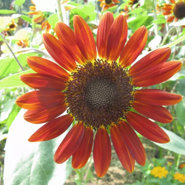 Girasol (Helianthus annuus) Girasol (Helianthus annuus)
