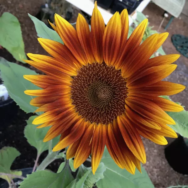 Girasol (Helianthus annuus) Girasol (Helianthus annuus)