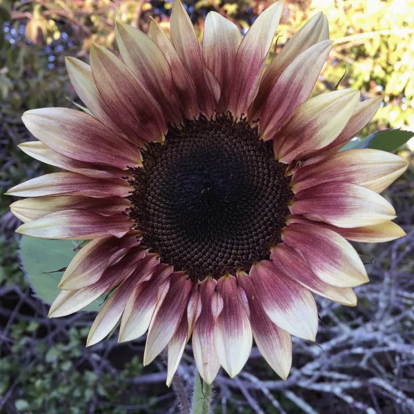 Girasol (Helianthus annuus) Girasol (Helianthus annuus)