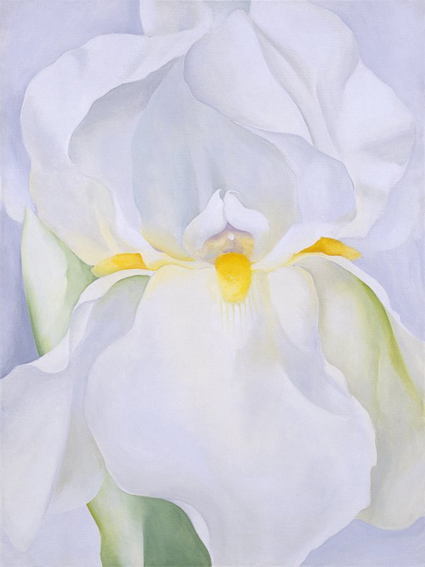 Lirio blanco nº 7. Georgia O'keeffe Lirio blanco nº 7. Georgia O'keeffe